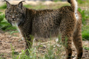 Pirenean lynx: zanimljive činjenice, opis, fotografija Pirenean lynx: zanimljive činjenice, opis, fotografija